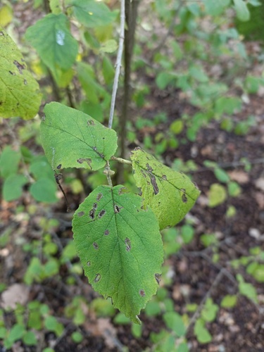 Viburnum glomeratum (Viburnum glomeratum)