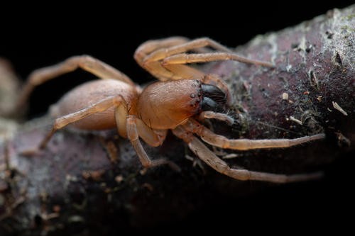 Clubiona terrestris