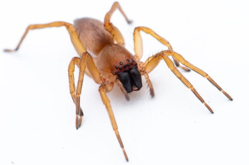 Clubiona terrestris