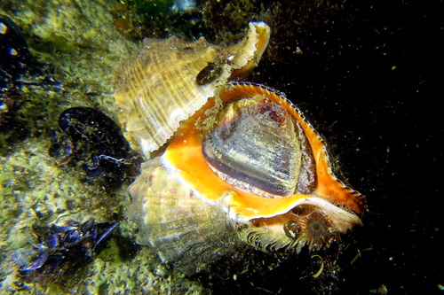 Veined Rapa Whelk