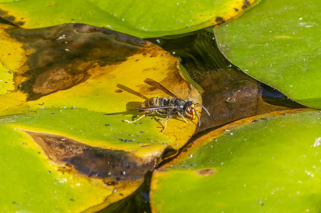 Yellow-legged Hornet from Laberint d'Horta on November 13, 2022 at 08: ...