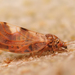 Oleaster Psyllid - Photo (c) Henk Wallays, all rights reserved, uploaded by Henk Wallays