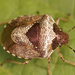 Woundwort Shield Bug - Photo (c) Henk Wallays, all rights reserved, uploaded by Henk Wallays