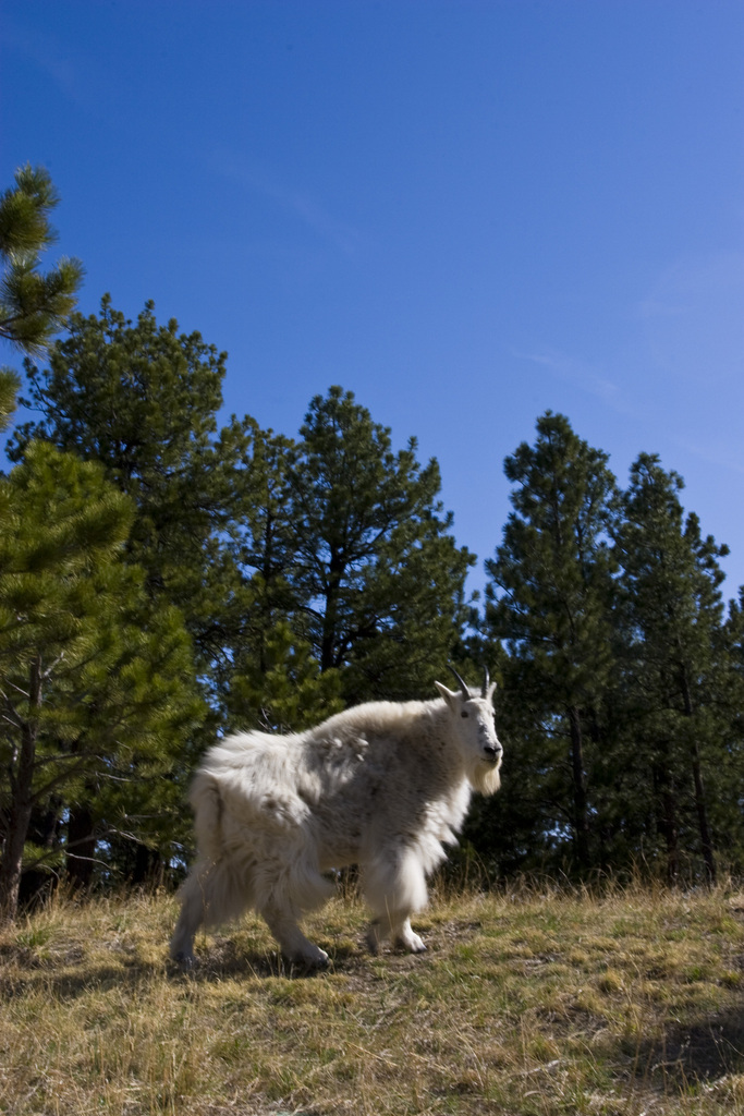Mountain Goat from Pennington County, SD, USA on April 18, 2005 at 08