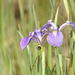 Iris tridentata - Photo 由 Johnny Wilson 所上傳的 (c) Johnny Wilson，保留所有權利