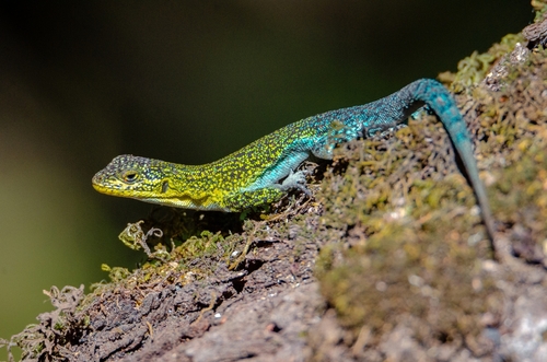 Liolaemus tenuis (Duméril & Bibron, 1837)