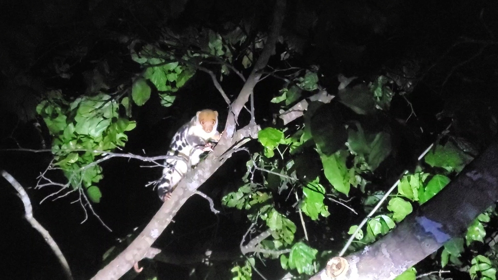 Waigeo Rats Waigeo Cuscus in November 2022 by js5203 · iNaturalist