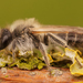 Andrena argentata - Photo (c) Henk Wallays, todos los derechos reservados, subido por Henk Wallays