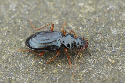 Leistus fulvibarbis