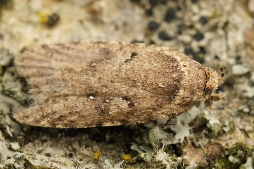 sallow flat-body