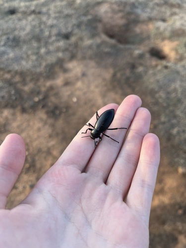 iNaturalist observation photo of Darkling Beetles