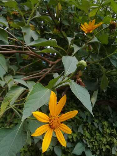 Helianthus image