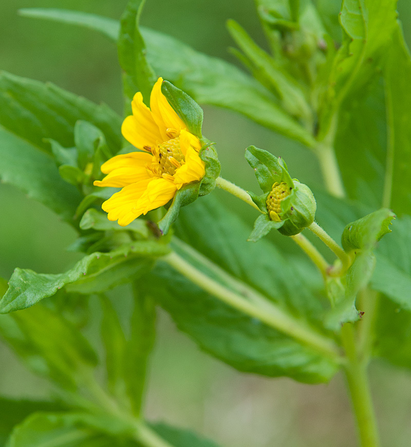 Niger (Guizotia abyssinica)  iNaturalist