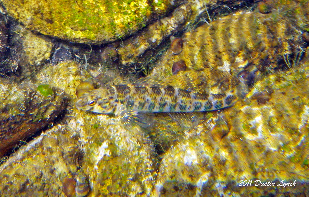 Banded Darter from Buffalo National Scenic River, Searcy Co., Arkansas ...