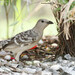 Great Bowerbird - Photo (c) KristenM, all rights reserved, uploaded by KristenM