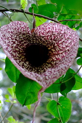 Aristolochia grandiflora image