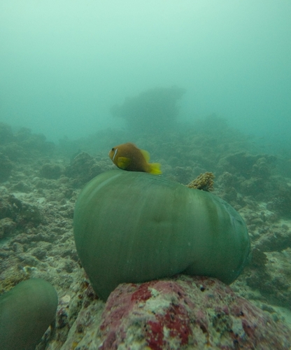 Blackfin Anemonefish — seen at this dive site