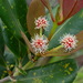 Pancheria billardierei - Photo (c) Ben Caledonia, todos los derechos reservados, subido por Ben Caledonia