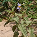 Solanum multispinum - Photo (c) Jay Keller, todos los derechos reservados, subido por Jay Keller
