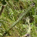 Harrisia regelii - Photo (c) Jay Keller, all rights reserved, uploaded by Jay Keller
