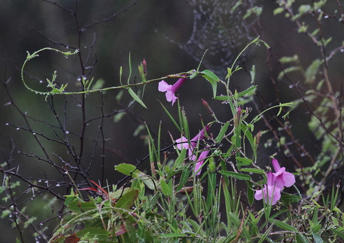 Rhabdadenia