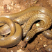 Indian Smooth Snake - Photo (c) Rahuljikamble, all rights reserved, uploaded by Rahuljikamble