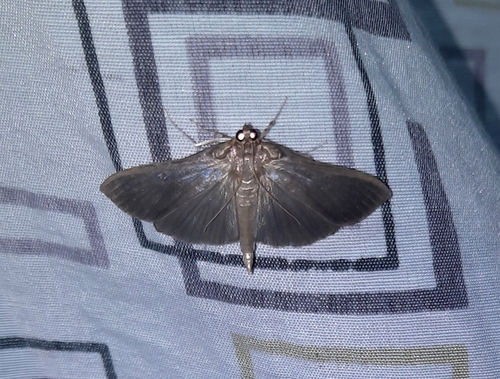 Herpetogramma omphalobasis · iNaturalist