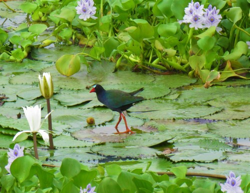 Allen's Gallinule