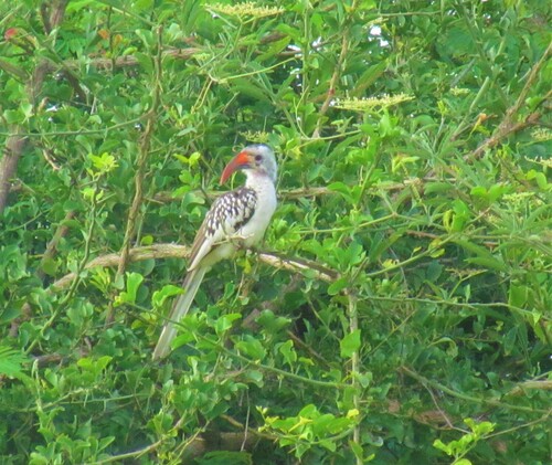 Northern Red-billed Hornbill