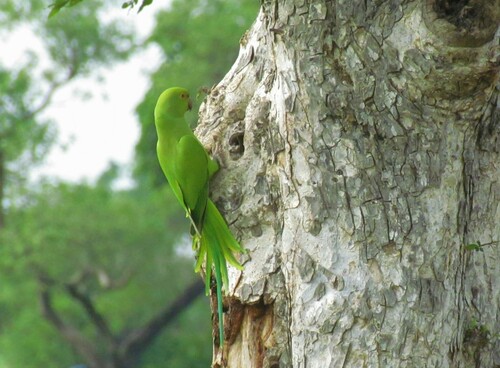 Rose-ringed Parakeet