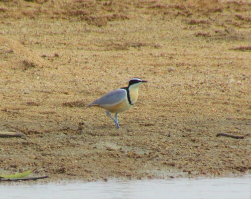 Egyptian Plover