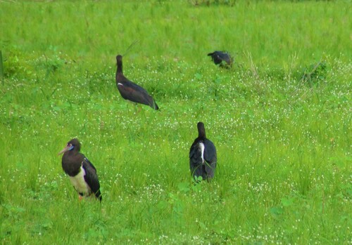 Abdim's Stork