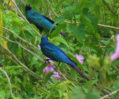 Long-tailed Glossy Starling