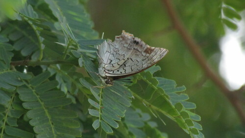 Savannah Black Prince