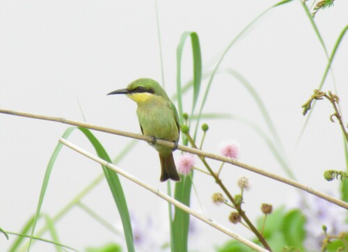 Little Bee-eater