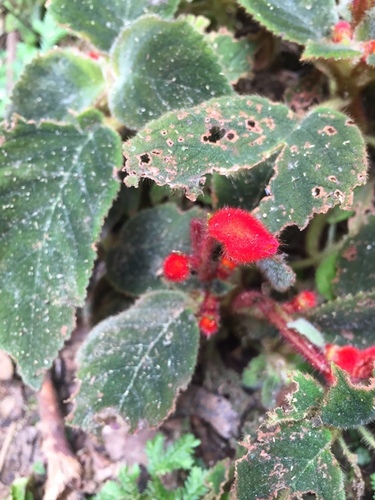 Pearcea bella