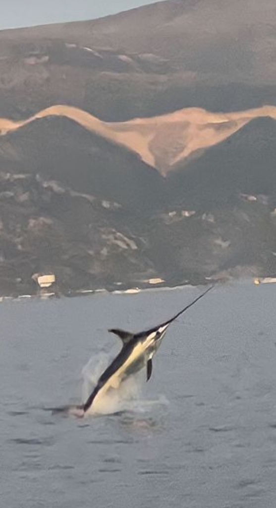 Swordfish