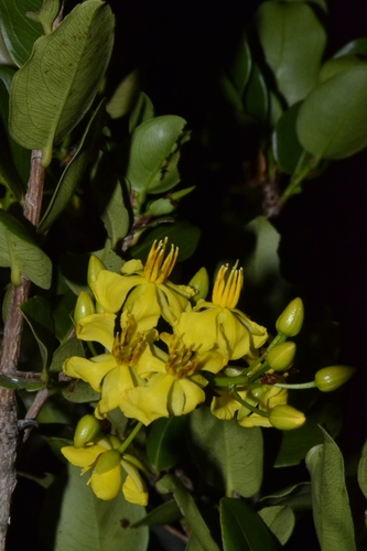 Ouratea blanchetiana