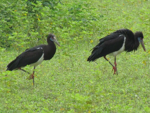 Abdim's Stork