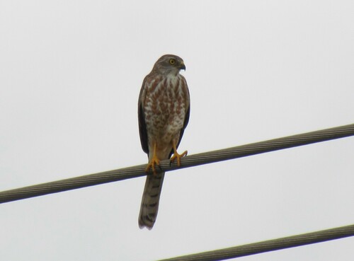 Shikra