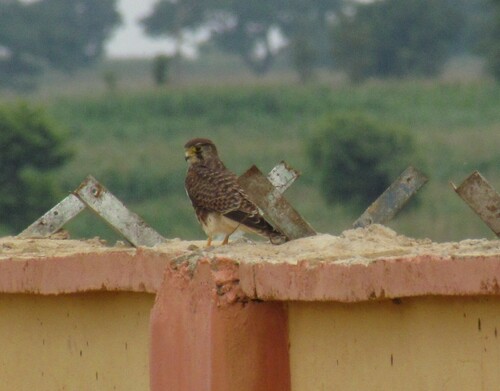 Eurasian Kestrel