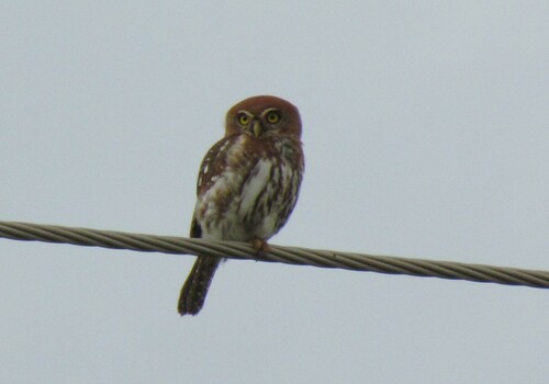 Pearl-spotted Owlet
