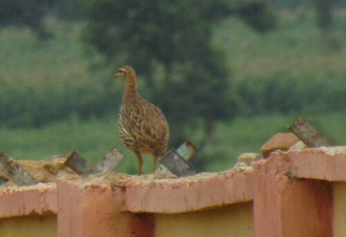 Double-spurred Spurfowl