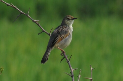 Winding Cisticola