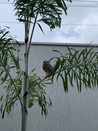 Burrowing Owl