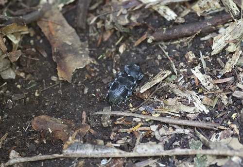 Paravelleda pulchra