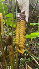 Calathea crotalifera image