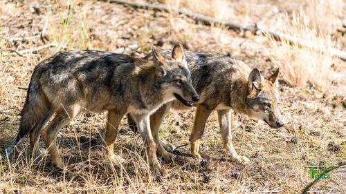 Gray Wolf