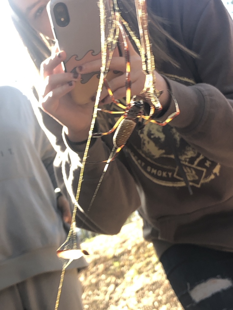 Golden Silk Spider from Dobbs Dr, Phenix City, AL, US on November 14, 2022 at 0150 PM by