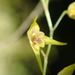 Trichosalpinx arbuscula - Photo (c) Rudy Gelis, todos os direitos reservados, uploaded by Rudy Gelis